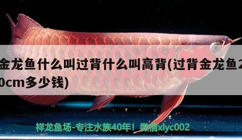 金龍魚什么叫過背什么叫高背(過背金龍魚20cm多少錢) 金龍魚什么叫過背什么叫高背(過背金龍魚20cm多少錢) 金龍魚百科