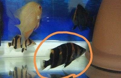 虎魚最長(zhǎng)多久可以不喂：虎魚最長(zhǎng)可以多久不喂食