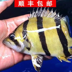 印尼虎魚暴斃：印尼虎魚暴斃的原因