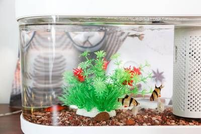 180的魚缸：juwel德國黑鉆魚缸 180的魚缸：juwel德國黑鉆魚缸 魚缸百科 第3張