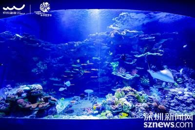 2024廣州國(guó)際寵物水族展：2024廣州國(guó)際寵物水族展覽會(huì)報(bào)告