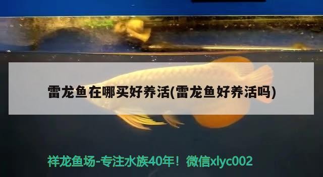 給大魚缸換水的作文:體驗給大魚缸換水的樂趣:體驗給大魚缸換水:給大魚缸換水的作文 雷龍魚在哪買好養(yǎng)活(雷龍魚好養(yǎng)活嗎) 魟魚百科 雷龍魚在哪買好養(yǎng)活(雷龍魚好養(yǎng)活嗎) 雷龍魚在哪買好養(yǎng)活(雷龍魚好養(yǎng)活嗎) 魟魚百科