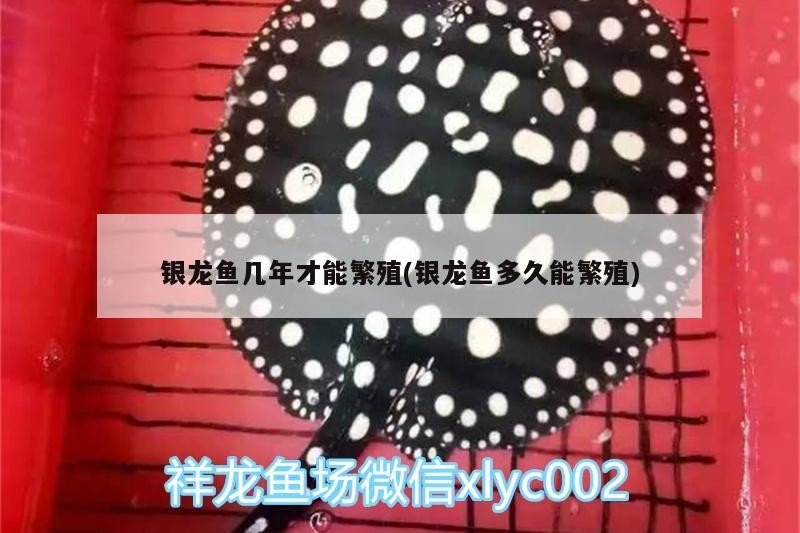 銀龍魚幾年才能繁殖(銀龍魚多久能繁殖) 銀龍魚幾年才能繁殖(銀龍魚多久能繁殖) 銀龍魚百科