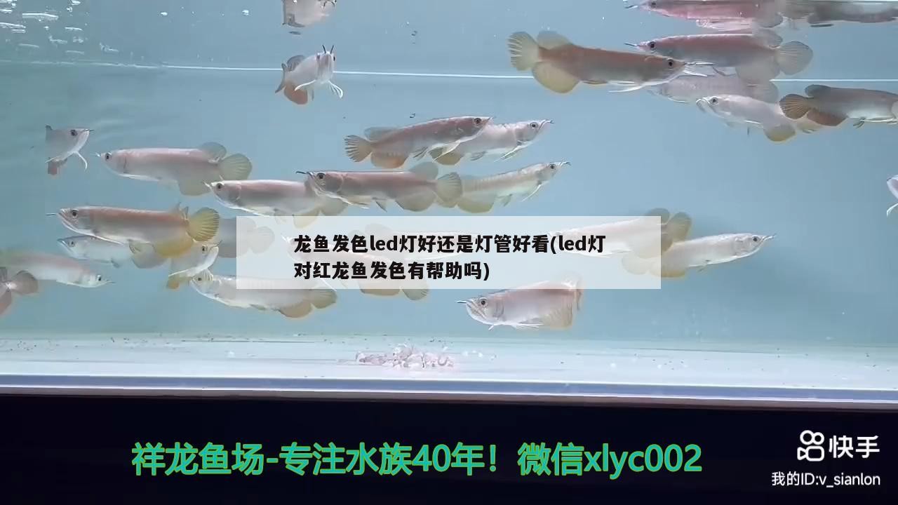 龍魚發色led燈好還是燈管好看(led燈對紅龍魚發色有幫助嗎) 龍魚發色led燈好還是燈管好看(led燈對紅龍魚發色有幫助嗎) 魟魚百科