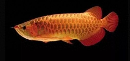 金龍魚和紅龍魚能繁殖嗎：金龍魚與紅龍魚的區別，魚類雜交的倫理爭議