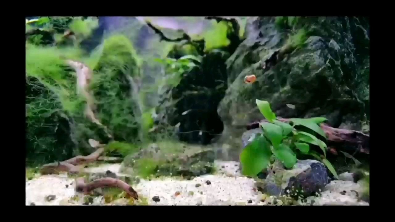 不戴的玉放在魚缸里行嗎（玉不戴的時候可以放在水里養著嗎?）