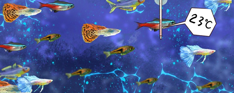 孔雀魚是熱帶魚還是冷水魚溫度多少合適