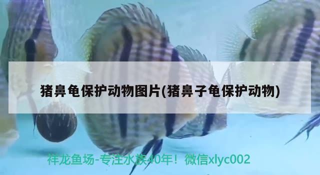 豬鼻龜保護(hù)動物圖片(豬鼻子龜保護(hù)動物)