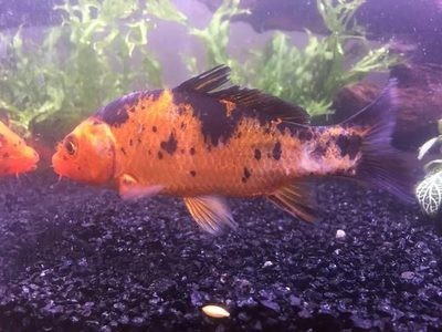 臨潼賣觀賞魚在什么地方買的到