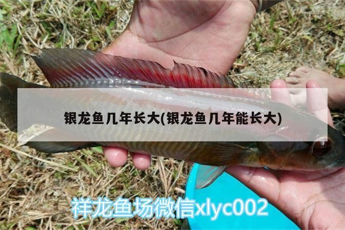 銀龍魚幾年長大(銀龍魚幾年能長大)