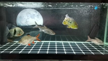 創寧水族官網(創寧水族代理)