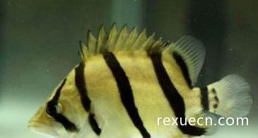 虎魚變黑了還能變黃嗎：虎魚變黑后還能變黃嗎 虎魚變黑了還能變黃嗎：虎魚變黑后還能變黃嗎 虎魚百科 第1張