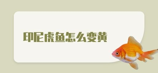虎魚變黑了還能變黃嗎：虎魚變黑后還能變黃嗎 虎魚變黑了還能變黃嗎：虎魚變黑后還能變黃嗎 虎魚百科 第3張