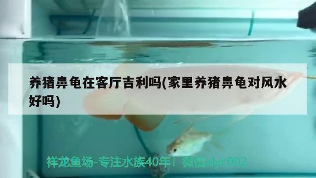 養豬鼻龜在客廳吉利嗎(家里養豬鼻龜對風水好嗎)