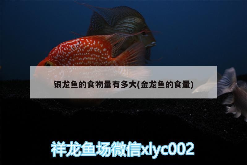 銀龍魚的食物量有多大(金龍魚的食量)