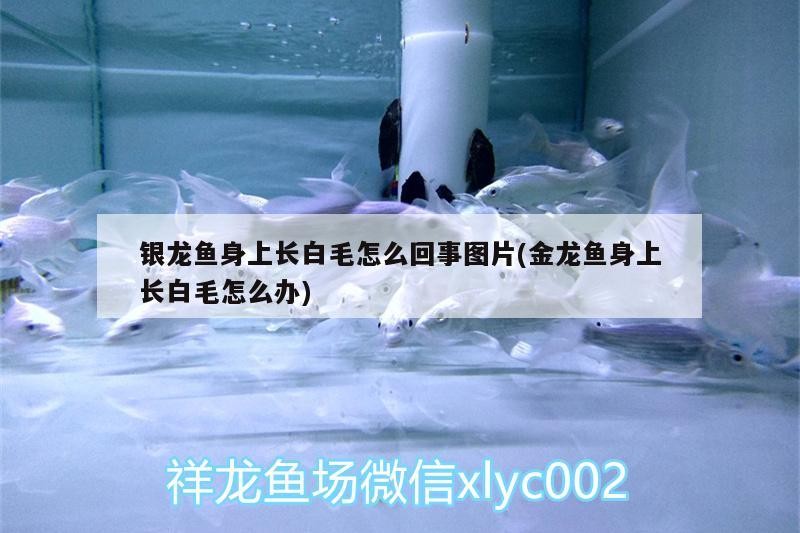 銀龍魚身上長白毛怎么回事圖片(金龍魚身上長白毛怎么辦) 銀龍魚身上長白毛怎么回事圖片(金龍魚身上長白毛怎么辦) 銀龍魚百科