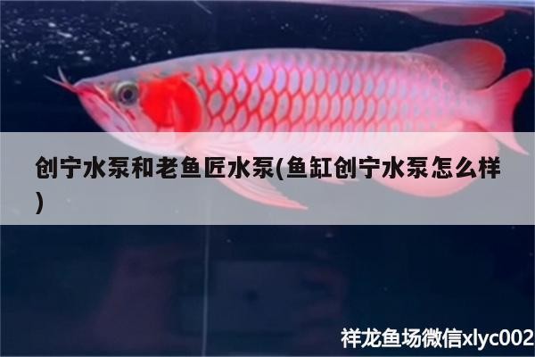 觀賞魚 創寧水泵和老魚匠水泵(魚缸創寧水泵怎么樣) 創寧水族 創寧水泵和老魚匠水泵(魚缸創寧水泵怎么樣) 創寧水泵和老魚匠水泵(魚缸創寧水泵怎么樣) 創寧水族