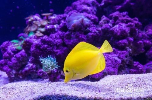 魚缸換水怎么吸水，魚缸換水頻率如何確定魚缸換水后水質調節方法