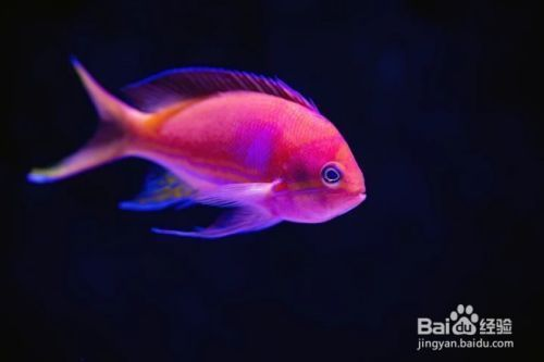 魚缸換水怎么吸水，魚缸換水頻率如何確定魚缸換水后水質調節方法