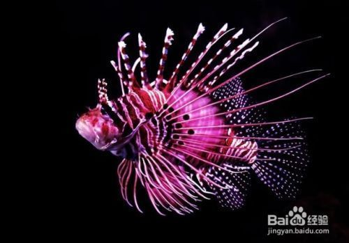 魚缸換水怎么吸水，魚缸換水頻率如何確定魚缸換水后水質調節方法