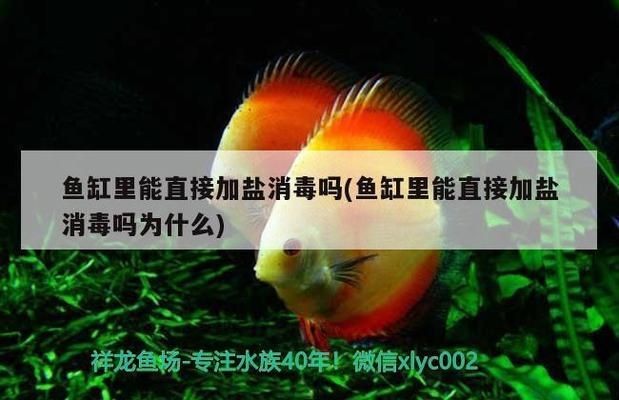龍魚尾巴有點爛加鹽加多少vs祥龍魚場：龍魚尾巴爛掉怎么辦