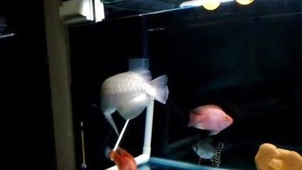 龍魚受驚撞缸最好的辦法