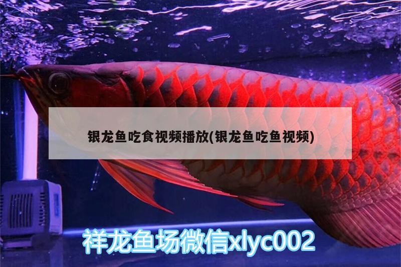 銀龍魚吃食視頻播放(銀龍魚吃魚視頻) 銀龍魚吃食視頻播放(銀龍魚吃魚視頻) 銀龍魚百科
