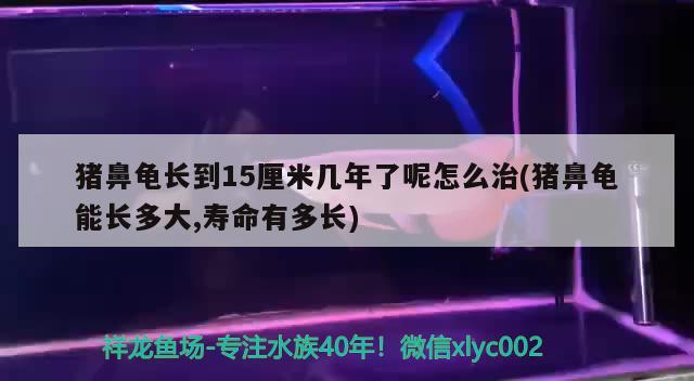 魚缸 豬鼻龜長(zhǎng)到15厘米幾年了呢怎么治(豬鼻龜能長(zhǎng)多大,壽命有多長(zhǎng)) 豬鼻龜百科 豬鼻龜長(zhǎng)到15厘米幾年了呢怎么治(豬鼻龜能長(zhǎng)多大,壽命有多長(zhǎng)) 豬鼻龜長(zhǎng)到15厘米幾年了呢怎么治(豬鼻龜能長(zhǎng)多大,壽命有多長(zhǎng)) 豬鼻龜百科