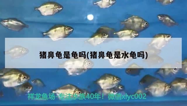 豬鼻龜是龜嗎(豬鼻龜是水龜嗎) 豬鼻龜是龜嗎(豬鼻龜是水龜嗎) 豬鼻龜百科