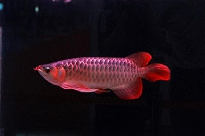 紅龍魚小時候什么樣的：紅龍魚小時候的外觀特征與生活習性，紅龍魚幼苗挑選技巧