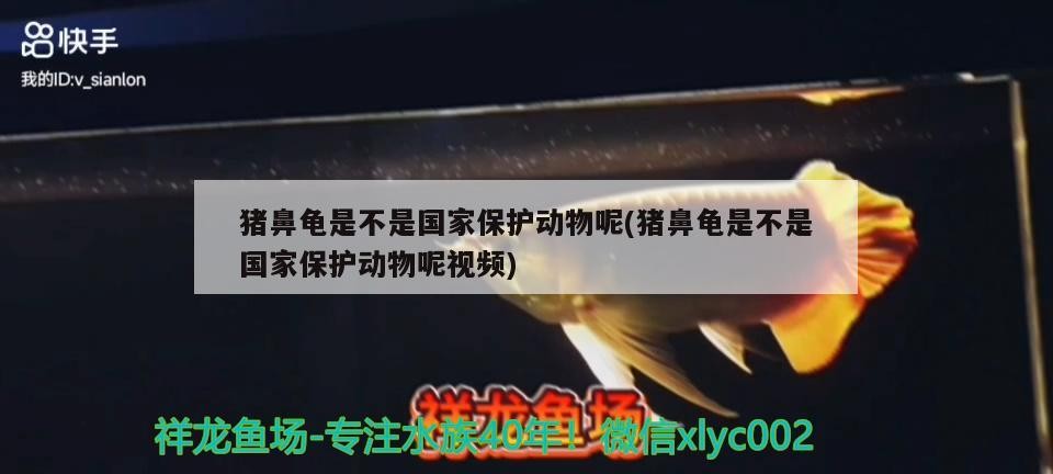 豬鼻龜是不是國(guó)家保護(hù)動(dòng)物呢(豬鼻龜是不是國(guó)家保護(hù)動(dòng)物呢視頻)