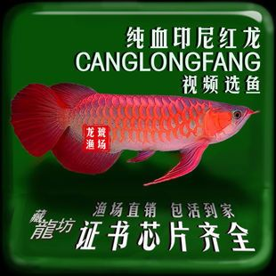 印尼辣椒紅龍魚照片：印尼辣椒紅龍魚 印尼辣椒紅龍魚照片：印尼辣椒紅龍魚 紅龍魚百科 第1張