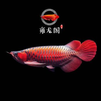 印尼辣椒紅龍魚照片：印尼辣椒紅龍魚 印尼辣椒紅龍魚照片：印尼辣椒紅龍魚 紅龍魚百科 第5張