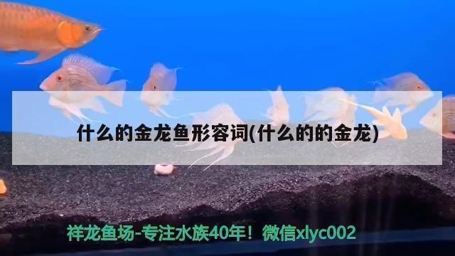 金龍紅龍魚形容詞有哪些成語
