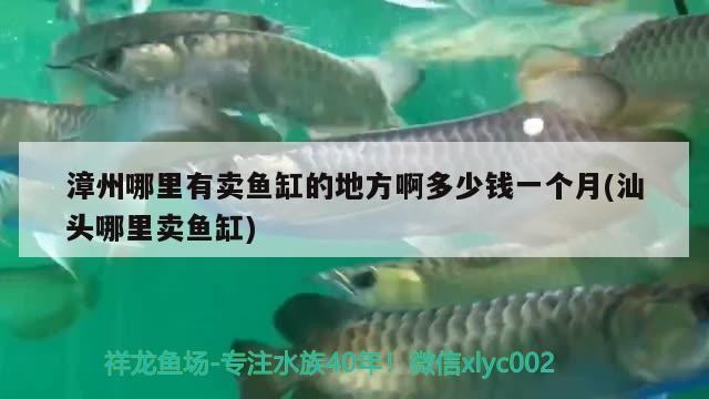 漳州哪里有賣魚缸的地方啊多少錢一個(gè)月(汕頭哪里賣魚缸)