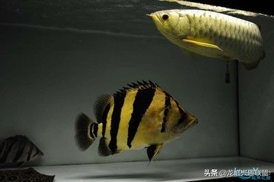 印尼虎和蘇門答臘虎的區別是什么：印尼虎魚和蘇門答臘虎的區別是什么 印尼虎和蘇門答臘虎的區別是什么：印尼虎魚和蘇門答臘虎的區別是什么 虎魚百科 第2張