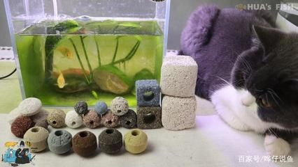 1.5米魚缸用多少細菌屋，1.5米魚缸使用多少細菌屋