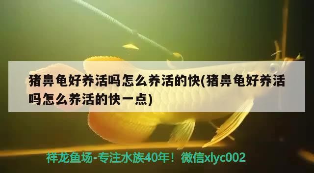 豬鼻龜好養活嗎怎么養活的快(豬鼻龜好養活嗎怎么養活的快一點)