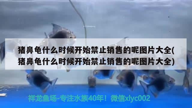 豬鼻龜什么時候開始禁止銷售的呢圖片大全(豬鼻龜什么時候開始禁止銷售的呢圖片大全)