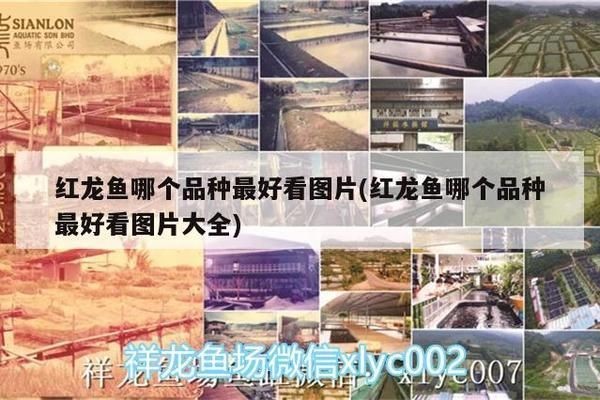 最漂亮的紅龍魚是什么魚種：最漂亮的紅龍魚品種