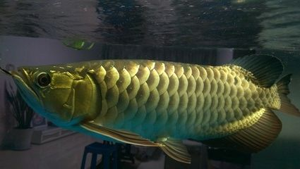 湘潭龍魚vs祥龍魚場（探討湘潭龍魚與祥龍魚場之間的差異之前需要明確兩個概念）