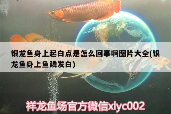 銀龍魚身上起白點是怎么回事啊圖片大全(銀龍魚身上魚鱗發白)