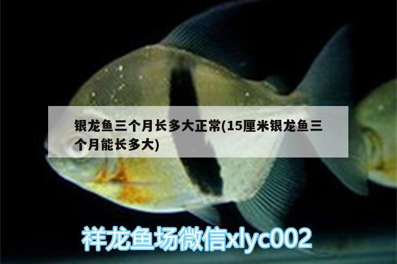 銀龍魚三個月長多大正常(15厘米銀龍魚三個月能長多大)