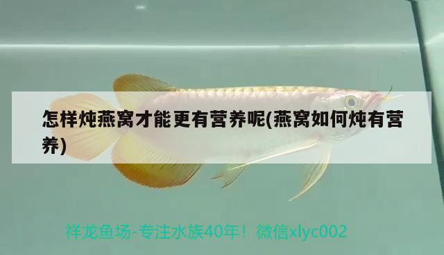 什么是b過背金龍魚（什么叫過背金龍魚） 什么是b過背金龍魚（什么叫過背金龍魚） 金龍魚百科 第1張