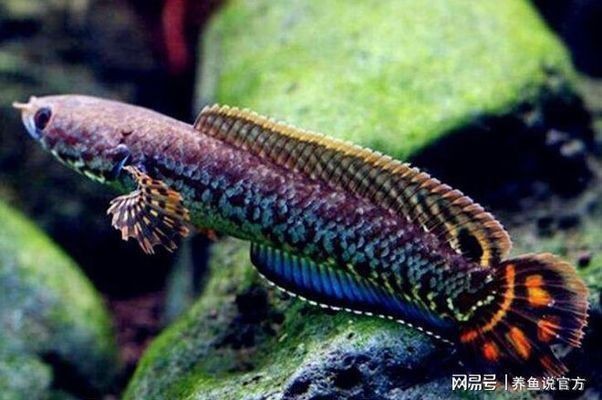 龍魚怎么分好壞的vs祥龍魚場：如何判斷龍魚品種好壞 龍魚怎么分好壞的vs祥龍魚場：如何判斷龍魚品種好壞 vs祥龍魚場 第5張