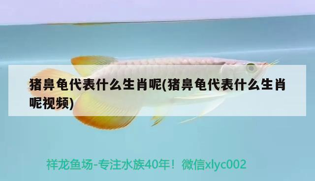豬鼻龜代表什么生肖呢(豬鼻龜代表什么生肖呢視頻)