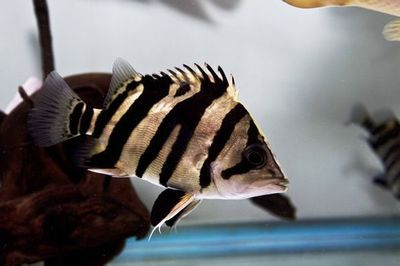 雜文虎魚能長多大圖片：雜文虎魚體型大小、成長記錄、價值評估及飼養(yǎng)建議 雜文虎魚能長多大圖片：雜文虎魚體型大小、成長記錄、價值評估及飼養(yǎng)建議 虎魚百科 第2張