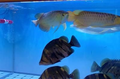 虎魚黑紋變淺的原因有哪些:虎魚的黑紋變淺的原因有哪些 虎魚百科 第2張 虎魚黑紋變淺的原因有哪些:虎魚的黑紋變淺的原因有哪些 虎魚黑紋變淺的原因有哪些:虎魚的黑紋變淺的原因有哪些 虎魚百科 第2張