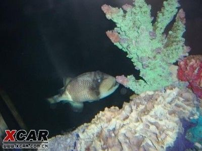 龍魚(yú)尾巴長(zhǎng)包怎么辦vs祥龍魚(yú)場(chǎng)：龍魚(yú)尾巴長(zhǎng)包怎么辦