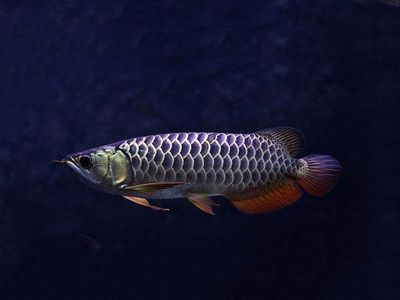 龍魚(yú)扣的寓意vs祥龍魚(yú)場(chǎng)：祥龍魚(yú)場(chǎng)與龍魚(yú)扣的區(qū)別 龍魚(yú)扣的寓意vs祥龍魚(yú)場(chǎng)：祥龍魚(yú)場(chǎng)與龍魚(yú)扣的區(qū)別 vs祥龍魚(yú)場(chǎng) 第3張
